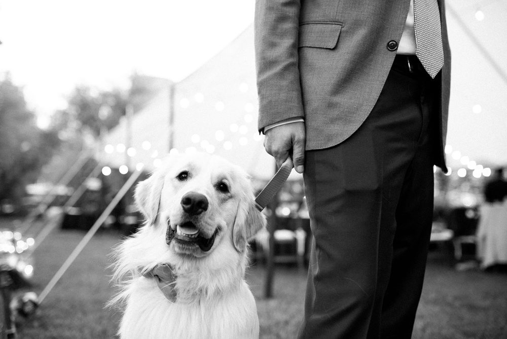 a couple's dog, sporting a bow tie, acts as the best man at their wedding ceremony